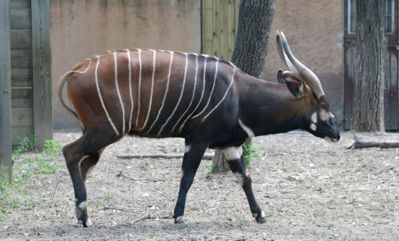 Eastern bongo Zoo Barcelona